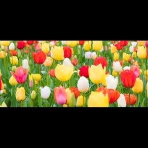 Reserved for Stephanie